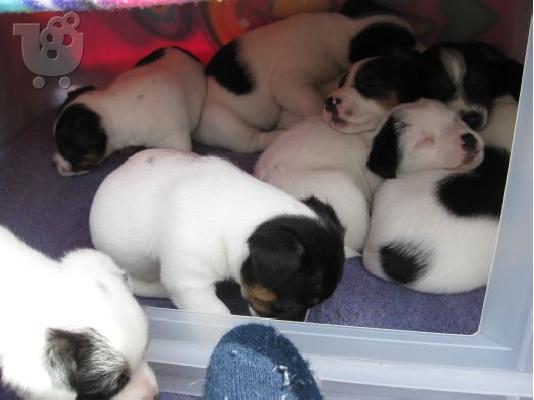 JACK RUSSELL